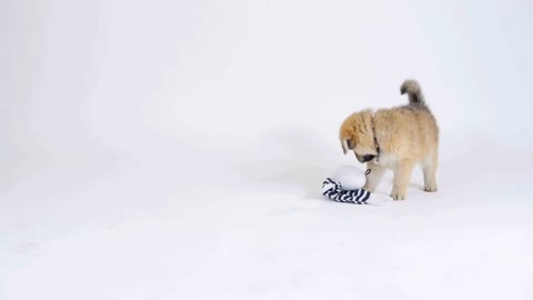 Puppy Dog Playing With Toy On White Background