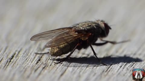 The Moment Of Pooping Small Insects Funny Video