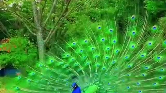 WoooW ! Peacock Dance