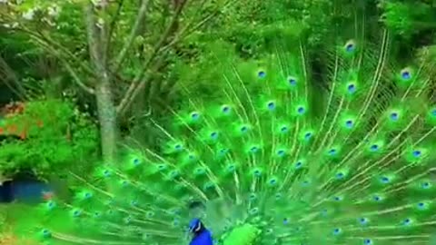 WoooW ! Peacock Dance