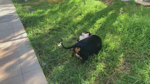 Our dog Max roughhousing our pet rabbit Snowflake