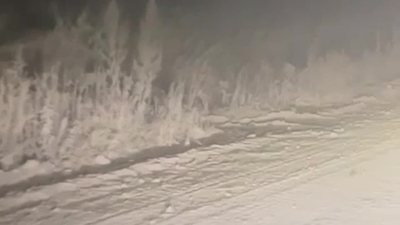 Tiger mom and her three cubs