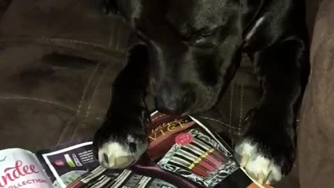 Black and white dog is sitting on couch perusing makeup ads in a magazine