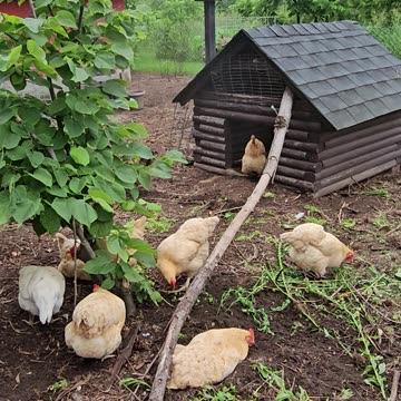 OMC! Twenty one seconds of my chickens relaxing in front of their dirt-bath house! #chickens #shorts