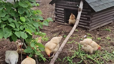 OMC! Twenty one seconds of my chickens relaxing in front of their dirt-bath house! #chickens #shorts