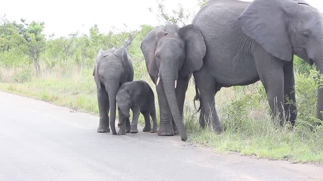 Baby Elephant struggling with this long thing on his face... Cuteness overload!!