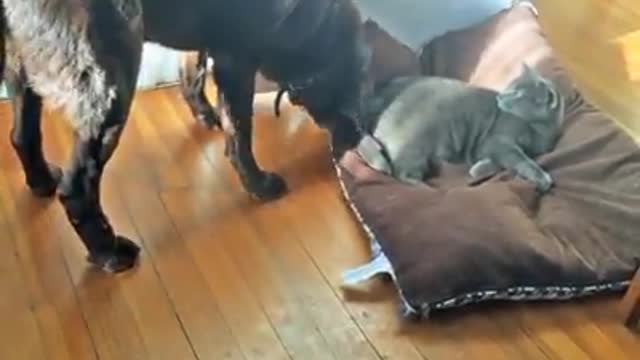 Dog Takes Bed From Cat