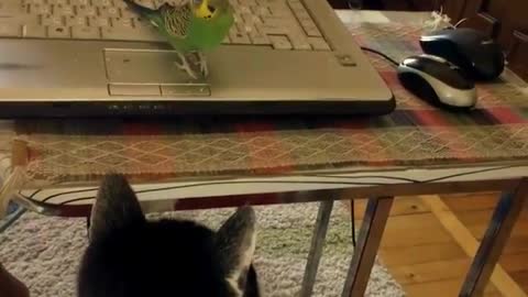 Funny cat and parrot is friends