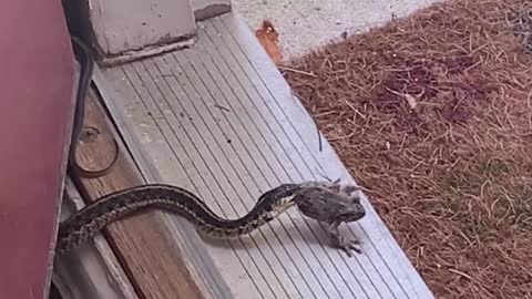 Snake finds frog for snack