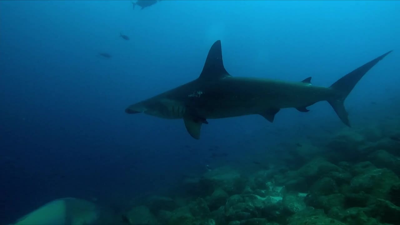 Divers hide in rocks as hammerheads swarm above them