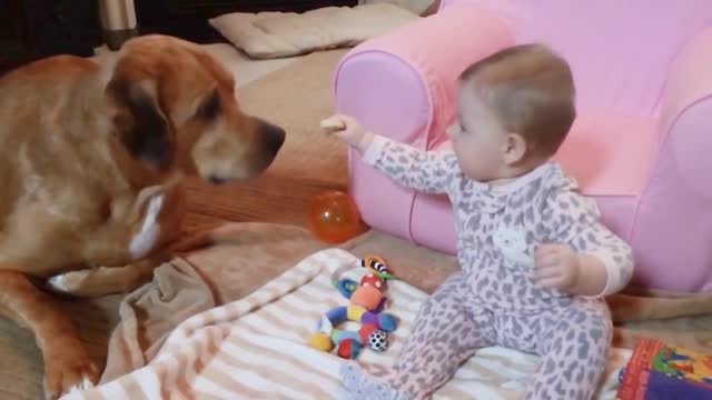 Cute Dogs and Babies are Best Friends - Dogs Babysitting Babies Video