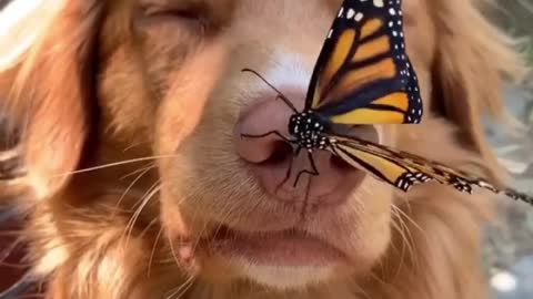 The butterfly on a dog's nose was flew