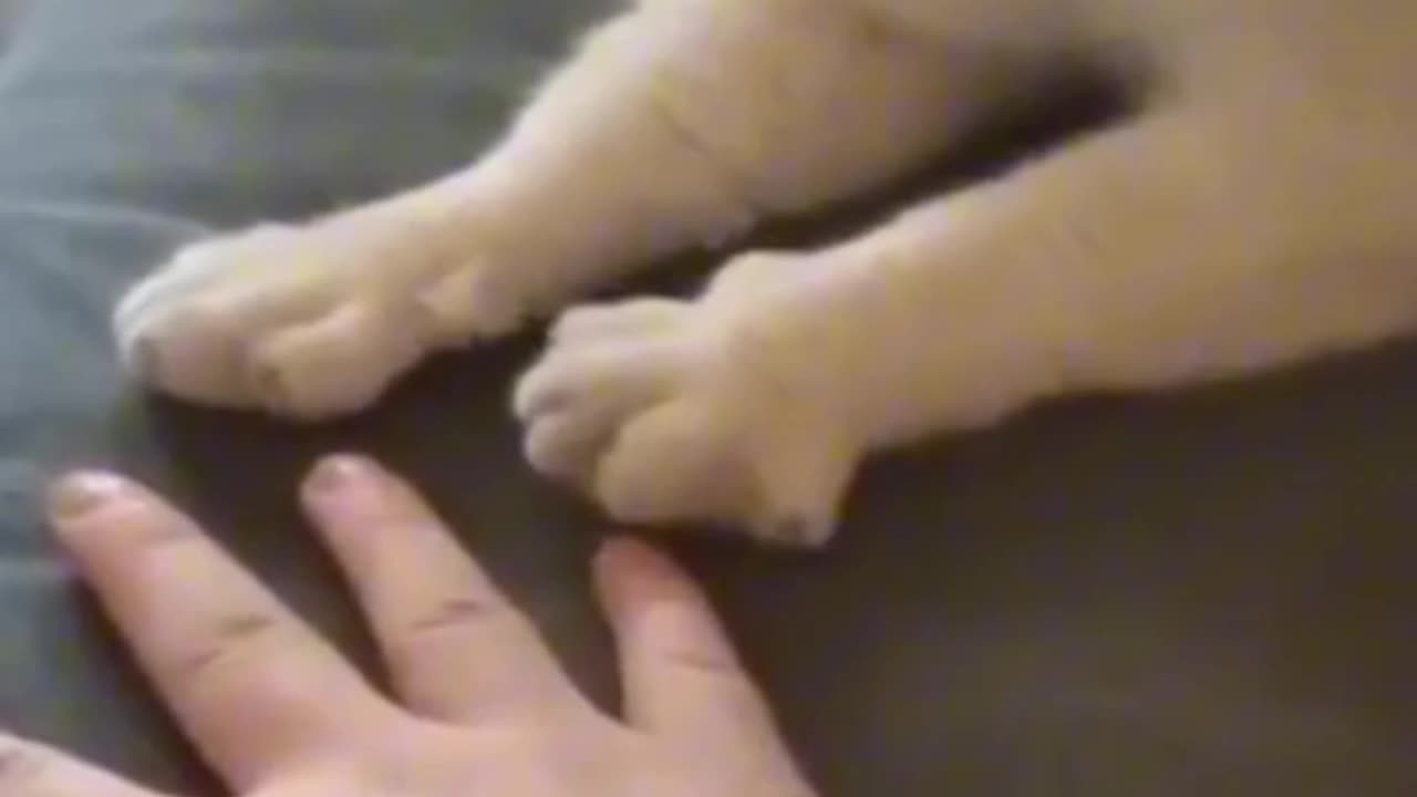Funny animals 🤣🤣