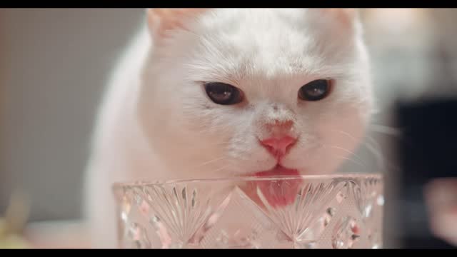 Cat licking plates