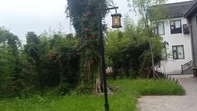 That tree in the distance is so tall