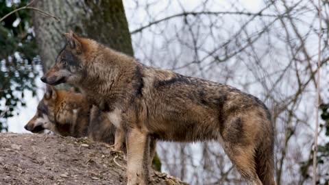 Wolf Predator Dangerous European Wolf Animal