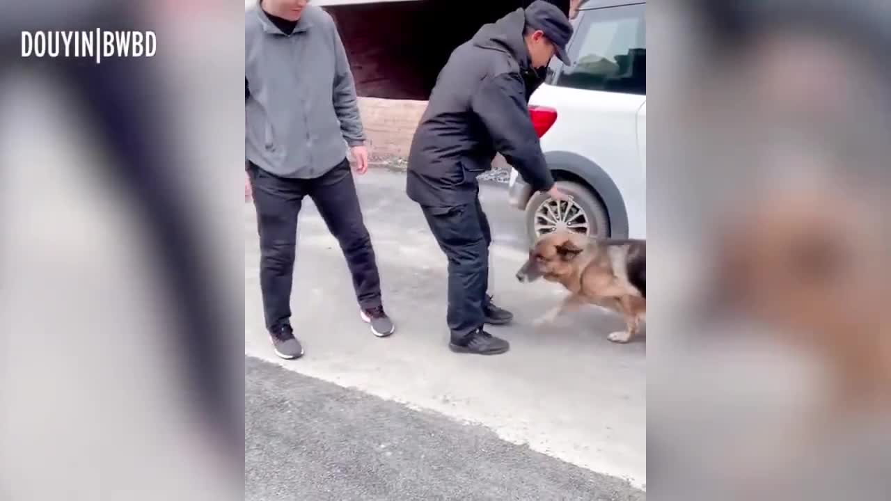 German Shepherd Cries Out In Happiness After Months Apart