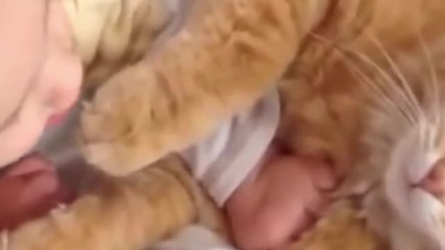 Cat meeting babies 102