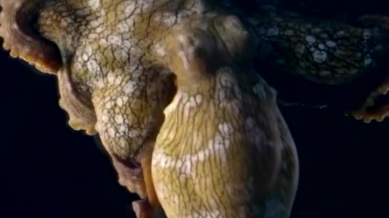 Octopus changes colors while dreaming