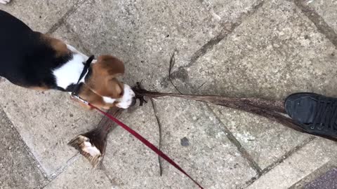 Brown white dog with red leash pulls bark from under owners feet