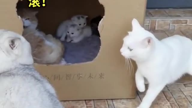 Cats quarrel