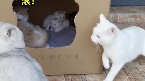 Cats quarrel