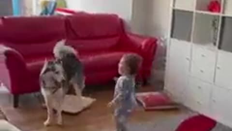 A dog playing with a small child