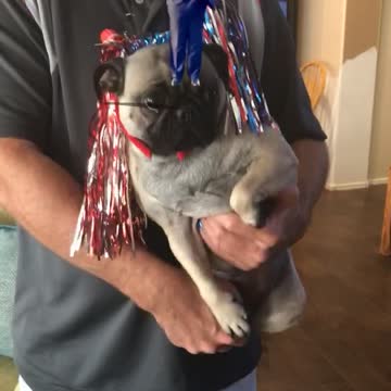 Stella Mae Live Trump