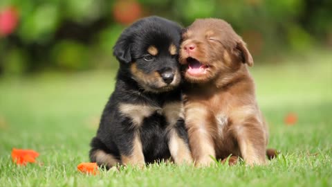 2 Cute Puppies Playing On A Lawn