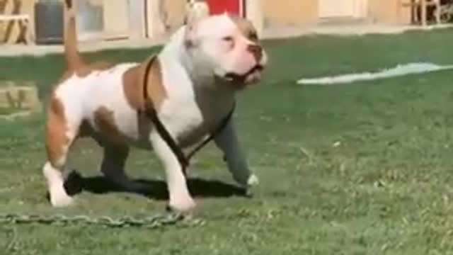 Exótica Bully american bully pitbull