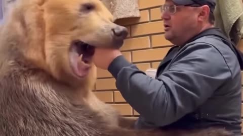 Good boy bear