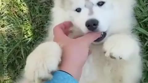 Husky Puppy Cuteness Overload 😍