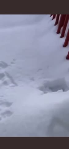 Cats on the icy day video