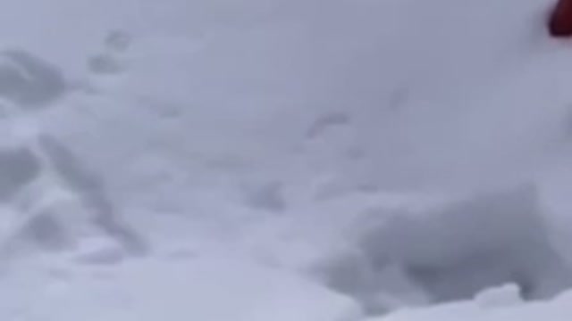 Cats on the icy day video