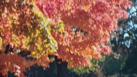 Fall colors