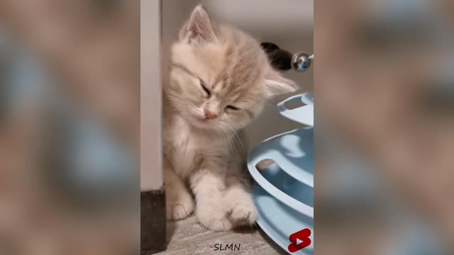 Cute Kitten Cute Video #2 #shorts