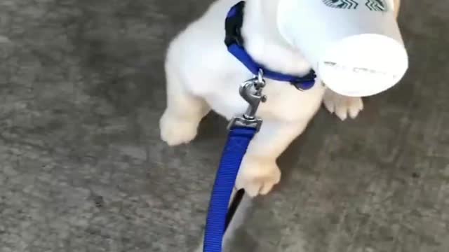 Funny Dog video