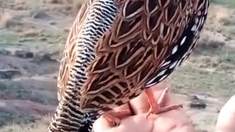 Black Francolin Lovers