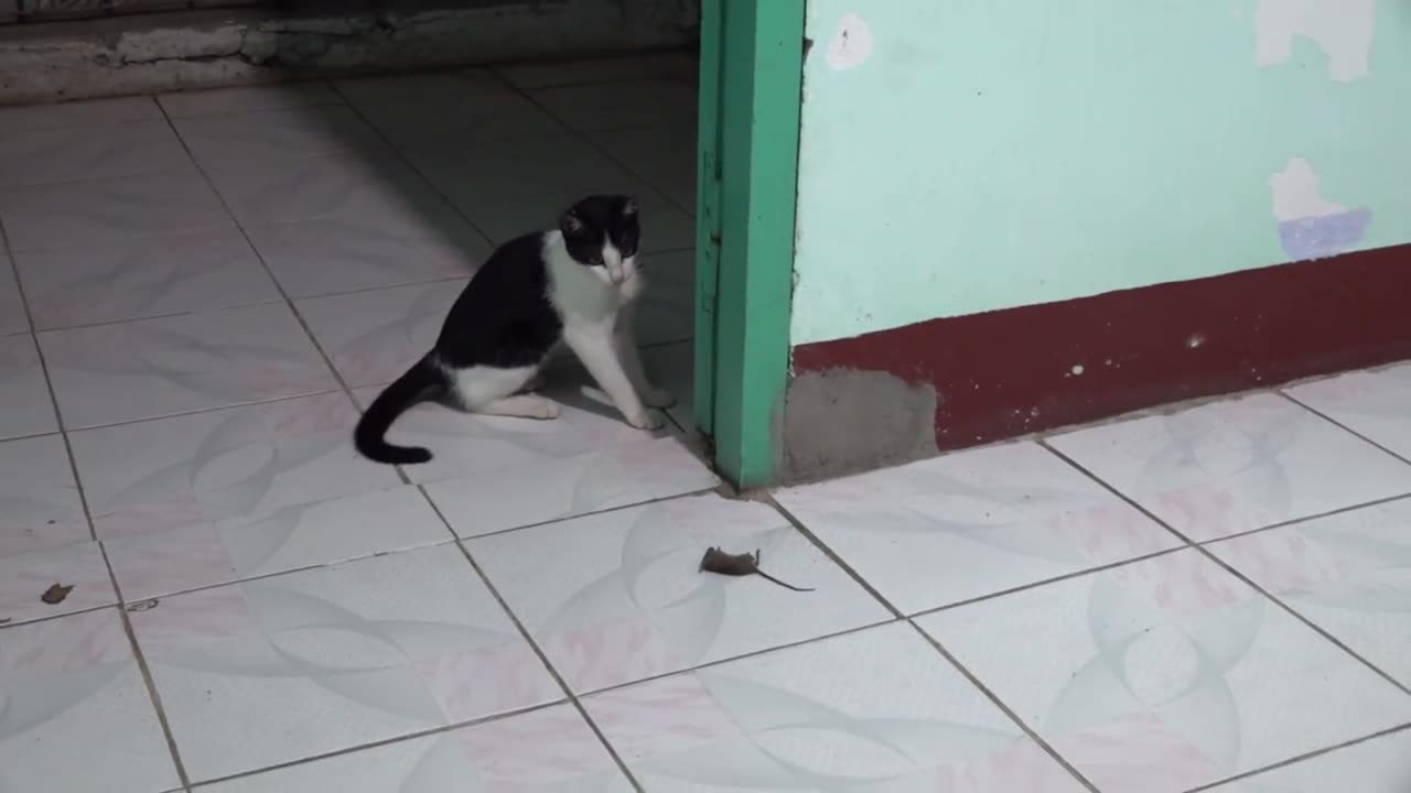 Cat Catching Mouse and Playing Before Eating 2 | Viral Cat