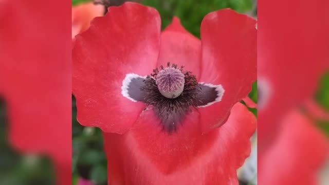 Red and pink poppy flowers