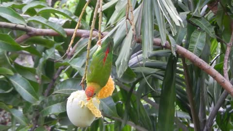 Hanging parrot
