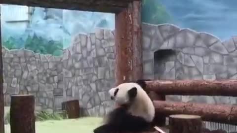 Panda Panda