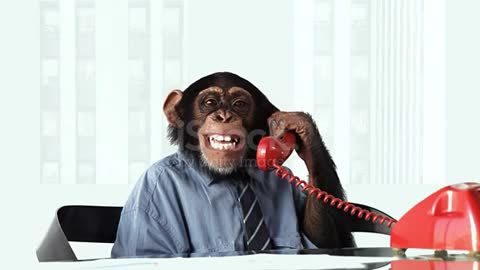 Monkey and phone