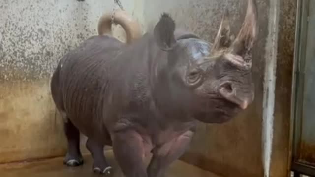 Grande Rinoceronte se diverte no banho