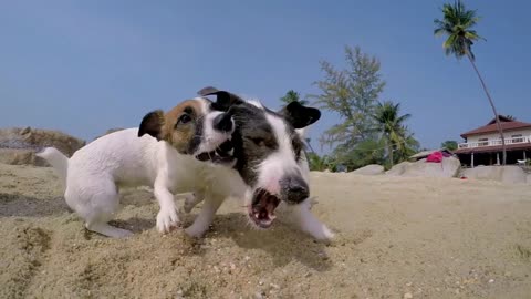 Two Dogs Playing at Beach in Summer Sunny Day