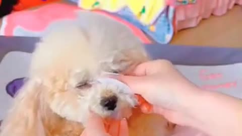 Cut Puppies Makeup Video