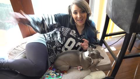 When Dogs meet a Cat with Jenna Marbles!