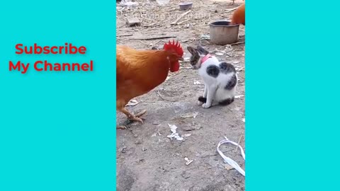 🤣 funny animal video 😂