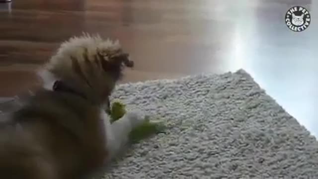 Dog love parrot