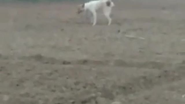 A dog Is playing with ShoeS